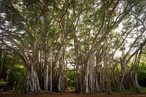 vat purnima - a huge banyan tree