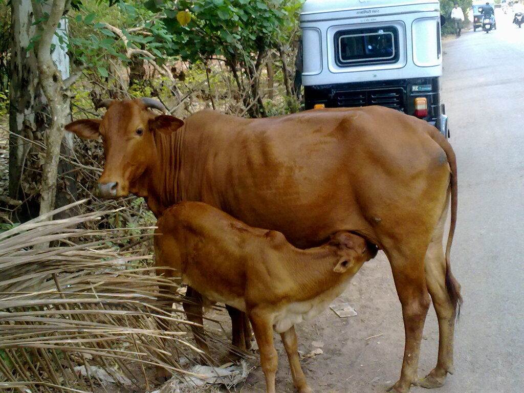 a brown cow and a calf